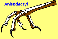 Anisodactyl bird foot
