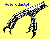 Heterodactyl bird foot