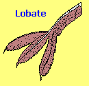 Lobate bird foot