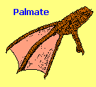 Palmate bird foot