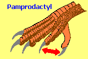 Pamprodactyl bird foot