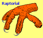 Raptorial bird foot