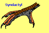 Syndactyl bird foot