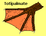Totiplamate bird foot