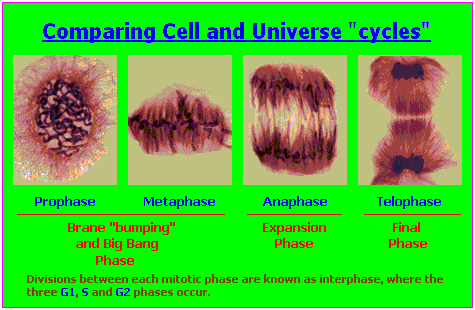 Comparing Cell and Universe cycles