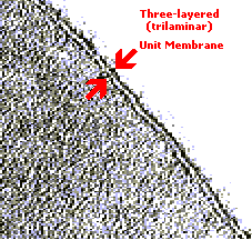 Three-layered unit membrane