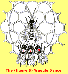 figure 8 bee dance
