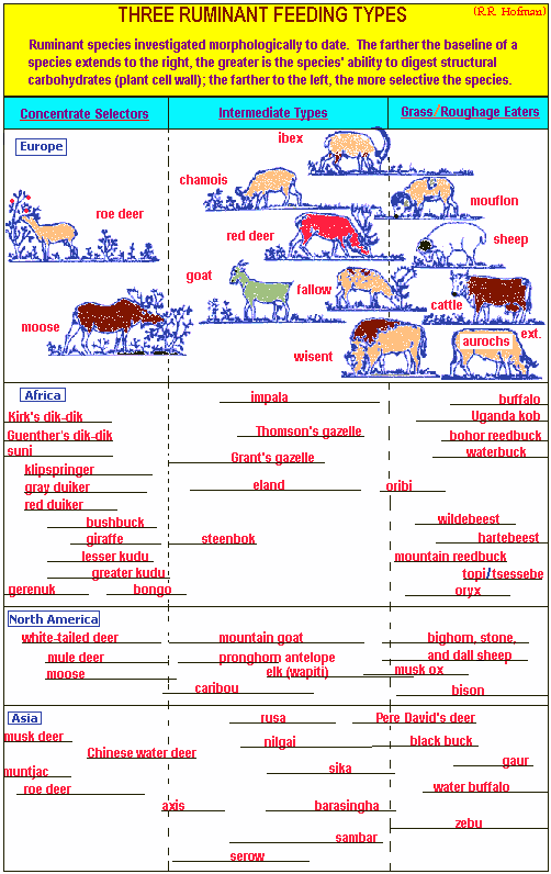 3 ruminant feeding types