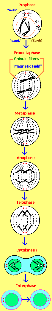 Simplified cell division operations 