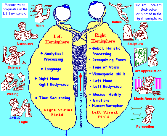 Brain hemisphere attributes