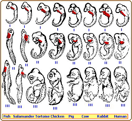 Comparison of early embryonic development