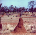 V-shaped termite mound