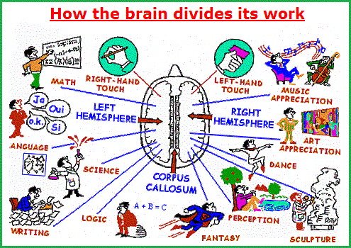 Divisions of the brain into two parts