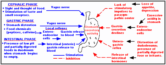 3 Digestion phases
