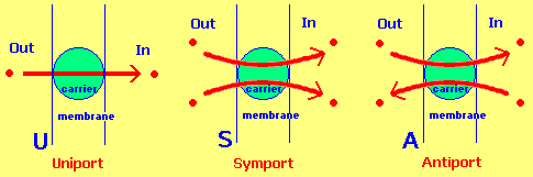 3 membrane transport processes