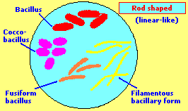 Rod shaped bacteria
