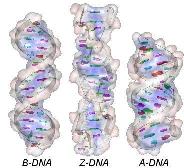 3 types of DNA