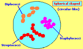 Spherical shaped bacteria