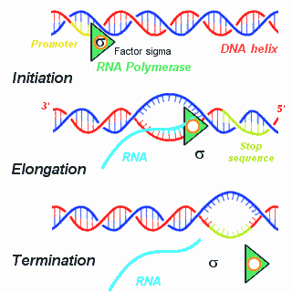 3 types of RNA Transcription