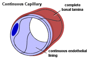 continuous capillary