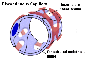 discontinuous capillary