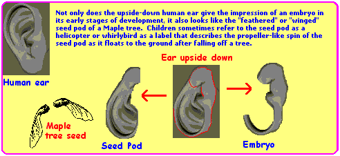 Uncommon references to human ear