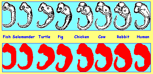 Embryo lineup of different animals