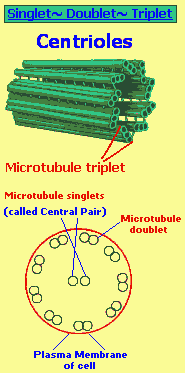 Singlet, Doublet, Triplet microtubules