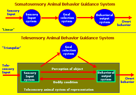 linear and triangular animal behavior sensory systems
