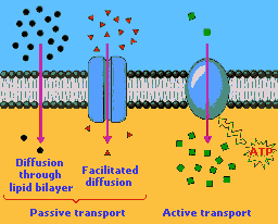 membrane transport types