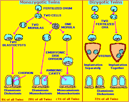 Cellular division resulting in various types of twins