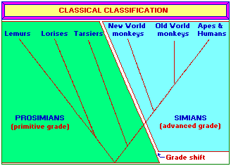 Classical Monkey Classification