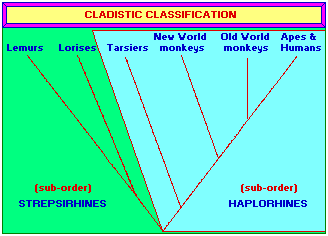 Cladistic Monkey Classification