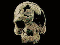 Hertoman skull