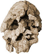 Keyanthropus platyops skull