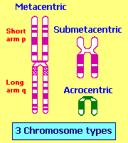 3 Chromosome types