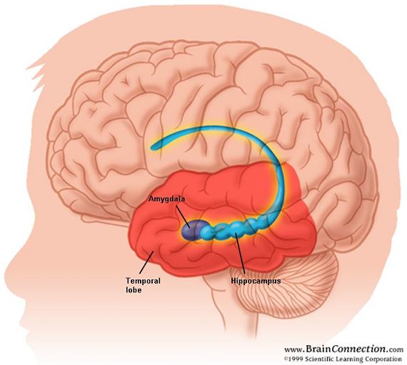 amygdala and Hippocampus (65K)