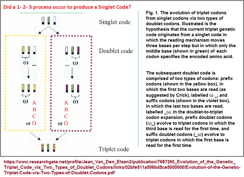 Triplet code origination from a singlet code.