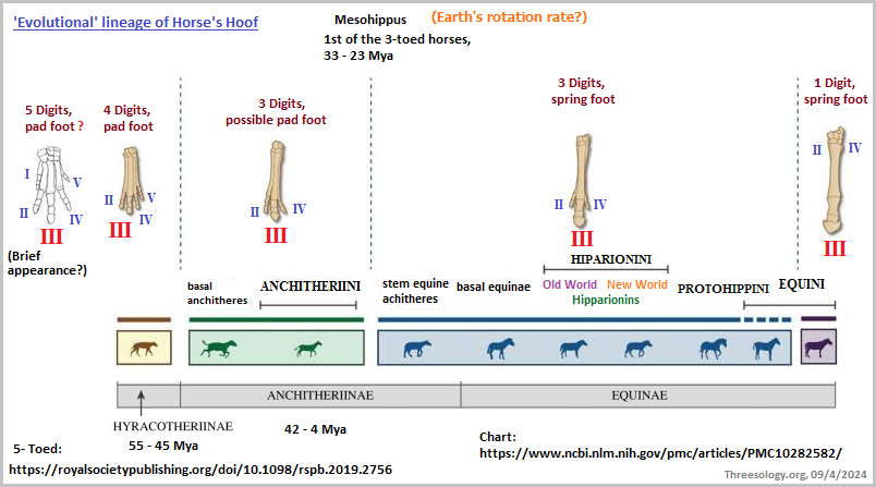 The Third Toe in the Evolution of the Horse's Hoof
