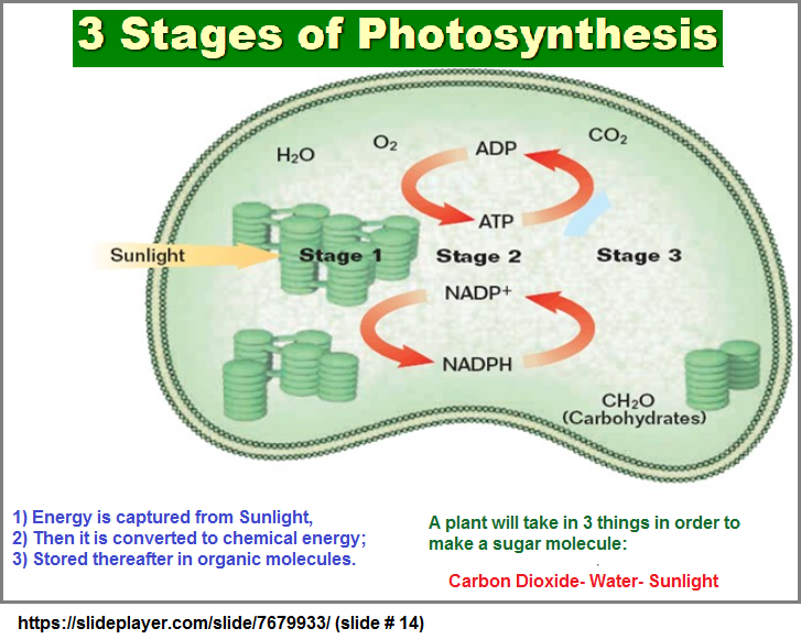 3 step process of Photosynthesis