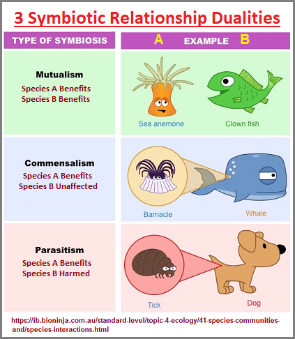 3 models of duality seen as symbiotic relationships