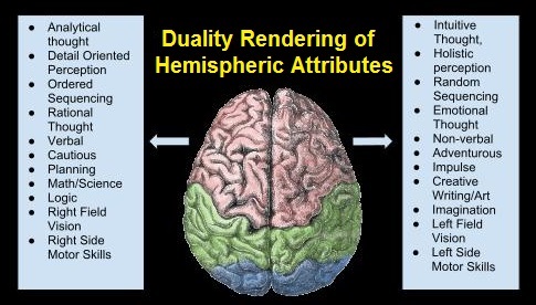 Use of duality to render brain hemisphere attributes