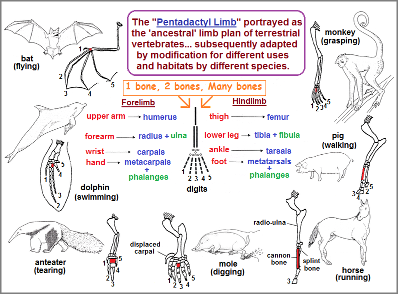 Pentadactyl Limb examples