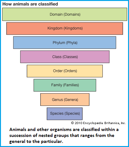 Nested system for arranging animals