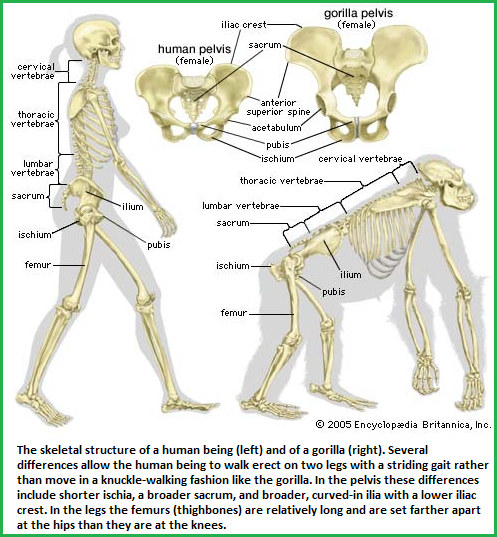 Comparative anatomy for a discussion about bipedalism