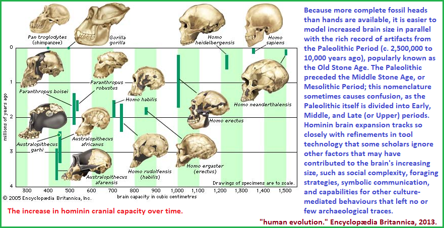 Skull size differences over time.