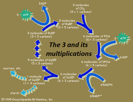 The Calvin's Cycle and its use of 3