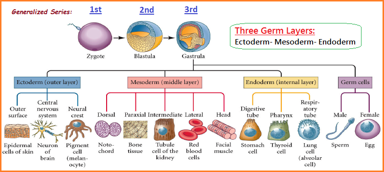 3 Germ layers and some listed derivatives