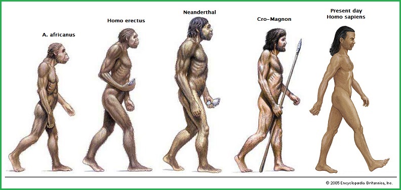 A small sampling of human Evolution