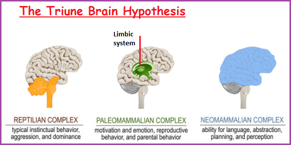 MacLean's Triune Brain idea